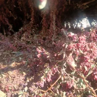 خریدارنهال زرشک