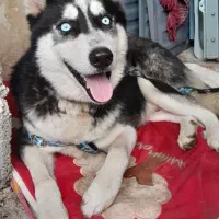 سگ هاسکی چشم یخی