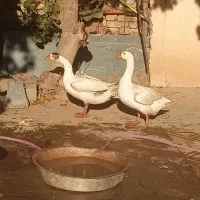 غاز|حیوانات مزرعه|زرندیه, |دیوار