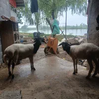 سلام دوعدد گوسفند نروماده