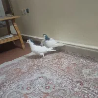 کبوتردمگیر یاسیاه پشت|پرنده|خمینی‌شهر, |دیوار