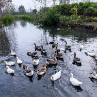 قوغاز و محلی