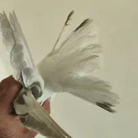 سوسنی دم سفید نر|پرنده|شیراز, فخرآباد (دروازه کازرون)|دیوار