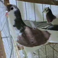 حیون زدوخوری چپ زرد کله سینه|پرنده|مشهد, سازمان آب|دیوار