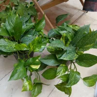 گیاهان آپارتمانی و باغچه ای|گل و گیاه طبیعی|تهران, توحید|دیوار