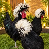 مرغ و خروس لهستانی