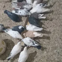 کبوتر پرشی|پرنده|نهاوند, |دیوار