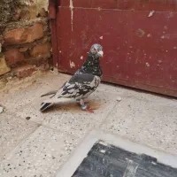 کفتر|پرنده|کاشمر, |دیوار