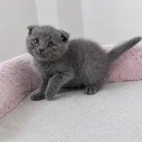 اسکاتیش بلو پسر