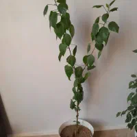 گل و  گیاه اپارتمانی|گل و گیاه طبیعی|اهر, |دیوار