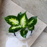 همه دونه ای 100