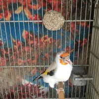 ماده سره اروپایی ایموفروش یا معاوضه با چونه سفید