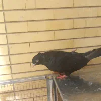 ماده سیاه ابادانی