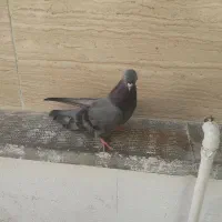 کبوتر