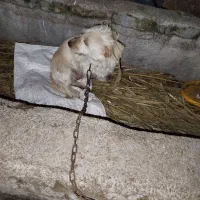 واگذاری سگ پاکوتاه