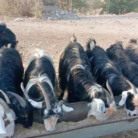 بز داشتی|حیوانات مزرعه|مسجد سلیمان, |دیوار