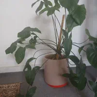 ۶ تا گل و گلدان همه با هم ۶۹۰ تومن