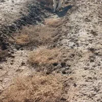 سگ سرابی|سگ|آذرشهر, |دیوار