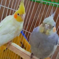 عروس هلندی