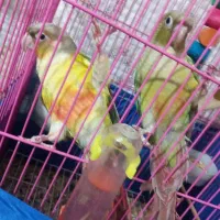 جوجه طوطی گرینجیک دستی نر و ماده