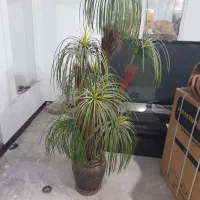 گل دانه مثنوی