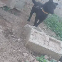 واگذاری سگ