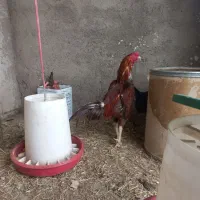 خروس لاری