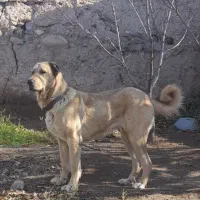 سگِ سرابی اصیل (فروشی)