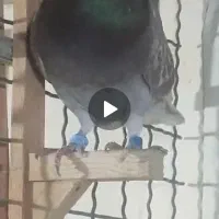 25تا کبوتر پلاکی