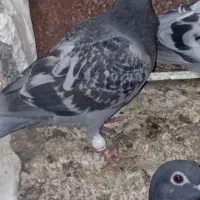 کفتر گم شده حاجی آباد