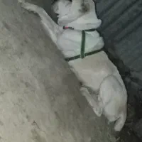 دختر تانک الابایی اصل خط خونی 100درصدی