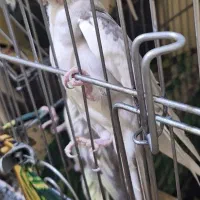 تعویض عروس با طوطی برزیلی