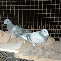 کبوتر پلاکی ۲۰۱۵عراقی معامله با رنگی قیمت ۱تومن