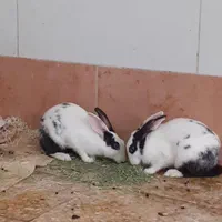 خرگوش