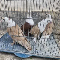 فروش توافقی کبوتر