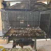 قفس|لوازم جانبی حیوانات|بوشهر, |دیوار