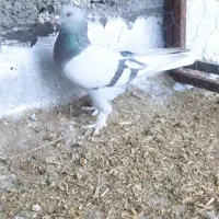 کفتر|حراج|فسا, |دیوار