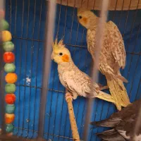 ۴ عدد عروس هلندی فول سخنگو و فول دستی