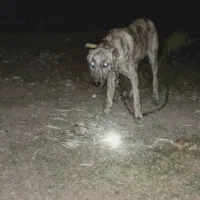 واگذاری طوله افغان م ع او ض ه بامرغ وخروس برهما|سگ|گرگان, |دیوار