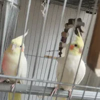 عروس هلندی،طوطی برزیلی،مرغ عشق|پرنده|کرج, ساسانی (قلمستان)|دیوار