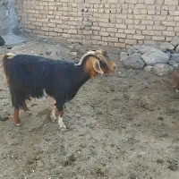 بز فروشی|حیوانات مزرعه|شاهرود, |دیوار