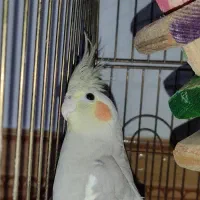 عروس هلندی|پرنده|قزوین, |دیوار