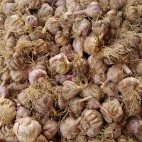 سیر محلی