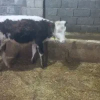 گوساله ماده