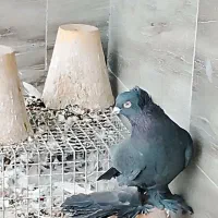 کبوتر ترک صدا کن وگوگ|پرنده|داران, |دیوار