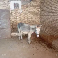 هنر خوب باری جوان