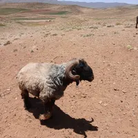 قوچ بختیاری اصیل|حیوانات مزرعه|داران, |دیوار