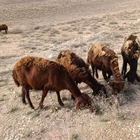 ۸۰راس میش افشار اصل بدون بره