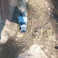 فروش فوری ۳ عدد کبوتر ماده