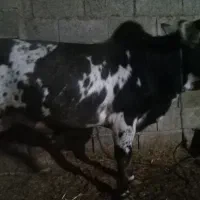 گوساله نر محلی